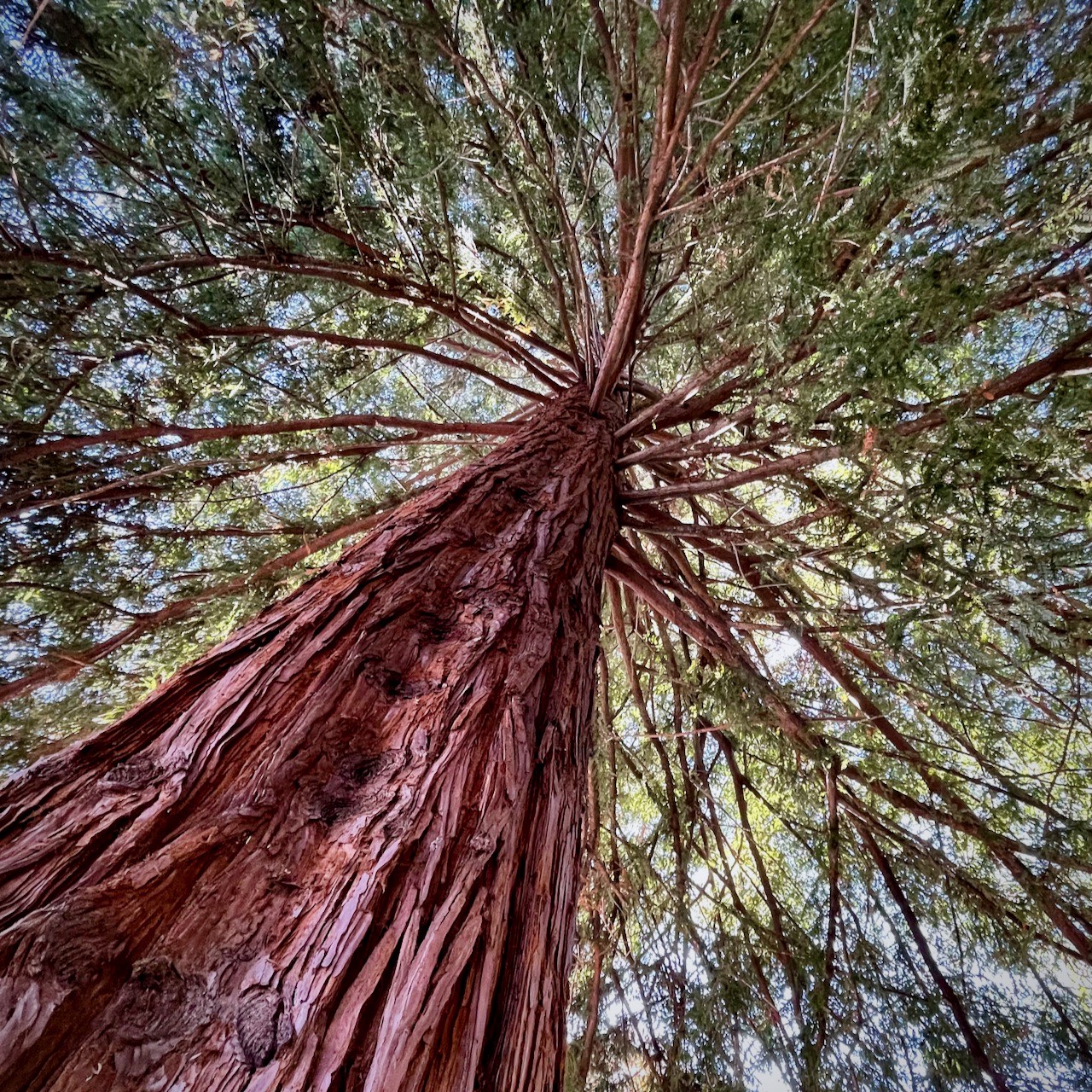 California Coastal Redwood